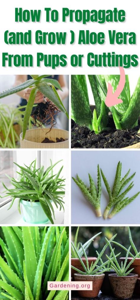 How To Propagate An Aloe Vera Plant, Aloe Vera Succulent, How To Propagate Aloe Vera From Cuttings, How To Split Aloe Vera Plant, How To Propagate Aloe, Aloe Plant Propagation, Aloe Vera Plant Care Indoor, How To Grow Aloe Vera Plant From A Leaf, How To Grow Aloe Vera Plant