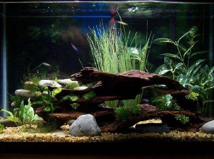 Homemade Aquarium, 10 Gallon Fish Tank, Fish Tank Ideas, Axolotl Tank, Fish Aquarium Decorations, Fish Tank Themes, Amazing Aquariums, Cool Fish Tanks, Fish Tank Design