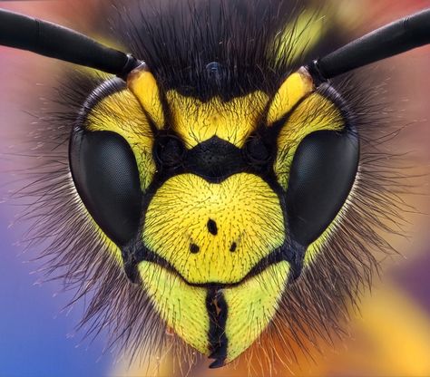 Prang Mantis, Bee Face, Wasp Insect, Macro Photography Tips, Foto Macro, Small Creatures, Micro Photography, Bees And Wasps, Natural Science