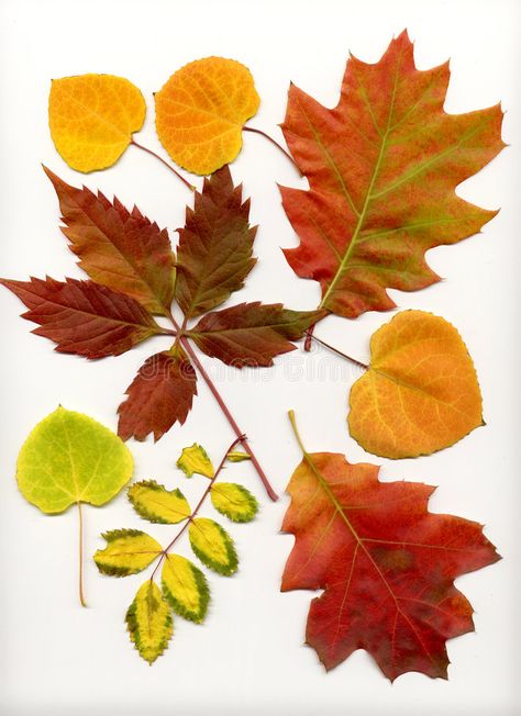 Fall Leaves. Fall Leaf Display , #Aff, #Leaves, #Fall, #Display, #Leaf #ad Fall Leaf Colors, Autumn Texture, Autumn Leaf, Fall Leaf, Fall Leaves, Fall Leaves Collage, Autumn Maple Leaf, Fall Leaf Photography, Pictures Of Leaves