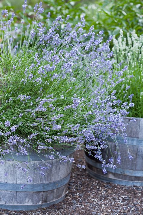 Grow Lavender, Lavender Plants, Growing Lavender, Sloped Backyard, Gardening Trends, Balcony Plants, Aromatic Plant, Patio Plants, Evergreen Plants