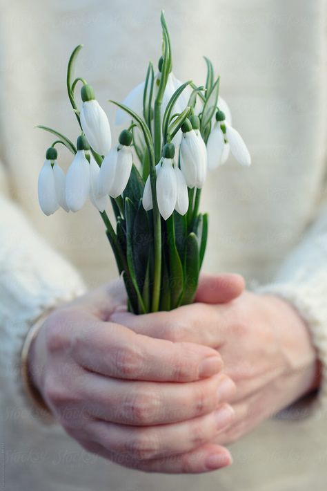 Snowdrop Bouquet, Corporate Flowers, Flower Cottage, White Gardens, Spring Is Coming, Daily Journal, Lily Of The Valley, Color Themes, Easter Spring