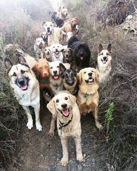 This is what greets you when you get to heaven. Group Of Dogs, Airedale Terrier, Disney Films, To Heaven, Happy Dogs, Beautiful Dogs, A Group, Dog Pictures, Dog Life