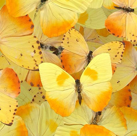 Mariposas-amarillas Malachite Wallpaper, Image Zen, Yellow Aesthetics, Colour Aesthetic, Yellow Aesthetic Pastel, Hufflepuff Aesthetic, Yellow Butterflies, Yellow Things, Aesthetic Yellow