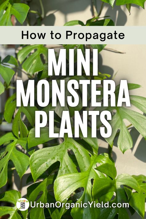 Lady Tips, Houseplant Tips, Big Indoor Plants, Monstera Plant Care, Philodendron Care, Monstera Obliqua, Monstera Plants, Plant Care Houseplant, Philodendron Monstera