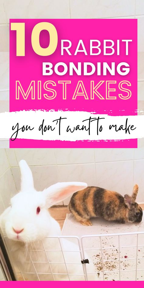 Discover the bunny bonding mistakes that everyone makes—and learn how to avoid them for a faster bonding process for your two rabbits | bunny bonding tips | how to bond two rabbits How To Bond With Your Rabbit, Bonding Rabbits, Rabbit Burrow, Pet Remedies, Giant Rabbit, Rabbit Enclosure, Pet Rabbit Care, Pet Bunny Rabbits, Raising Rabbits