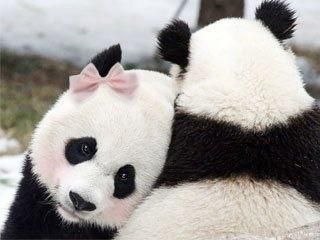 Panda Lindo, Pink Panda, Panda Bears, Panda Love, Cute Panda, Sweet Animals, Love Cute, About Love, Panda Bear