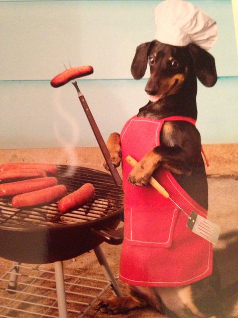 A wiener dog cooking a hot dog so cute!!! Weenie Dogs, Funny Dachshund, Dog Biscuits, Dachshund Puppies, Dachshund Lovers, Dachshund Love, Weiner Dog, Wiener Dog, Dachshund Dog