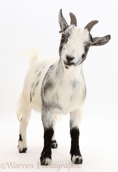 Goats Photography, Goat Photo, Goat Photography, Goat Images Pictures, Goat Side View, Goat Portrait Photography, Black Goat Photography, Happy Fathers Day Cake, Pygmy Goat