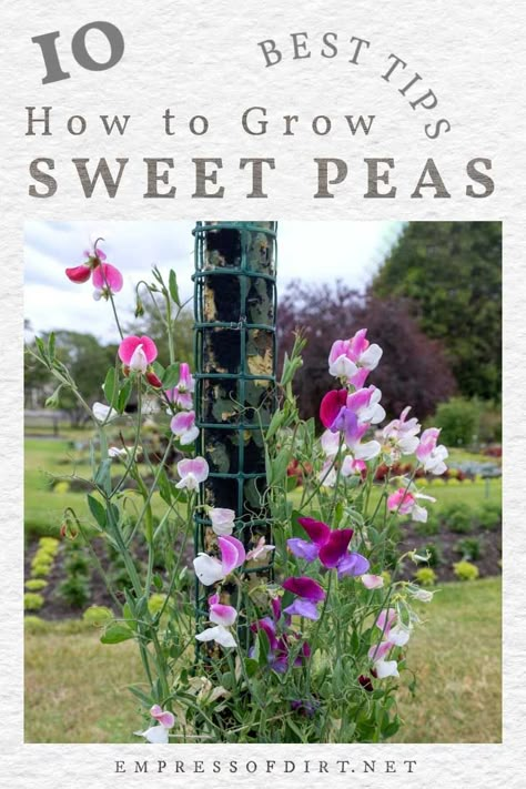 10 Best Tips for Growing Sweet Peas (Sow, Grow, Care) | Empress of Dirt Sweetpea Support Ideas, Growing Sweet Peas Trellis, Sweet Pea Archway, Sweet Pea Garden Trellis, Sweet Peas Garden, Sweet Pea Trellis Ideas Diy, Sweet Pea Fence, Sweet Pea Hanging Basket, Sweet Pea Planting Ideas