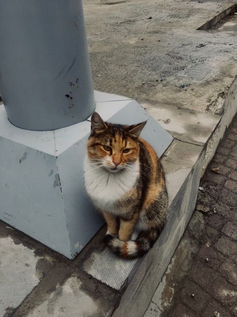 Street Cat Photography, Street Animals, Street Cat, Street Cats, Stray Cats, Street Dogs, Cat Photography, Stray Cat, Cat Sitting