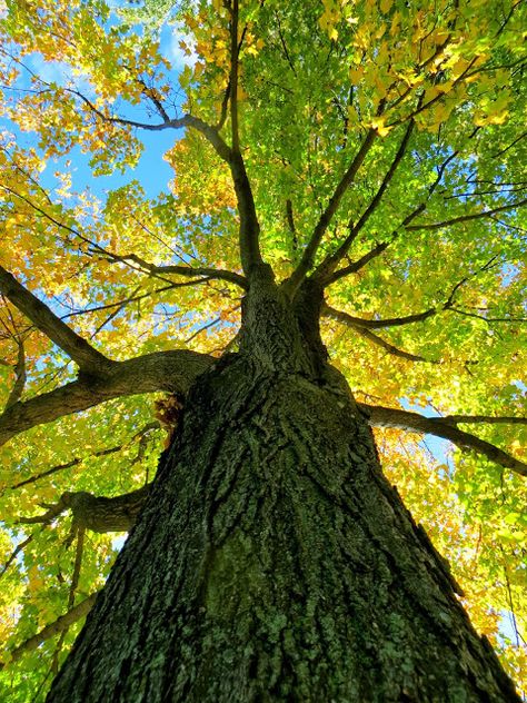 Looking Up At Trees Painting, Looking Up Through Trees, Tree Looking Up, Trees From Below, Looking Up At Trees, Growth Photography, Aurora Painting, Nature Sketching, Worms Eye View