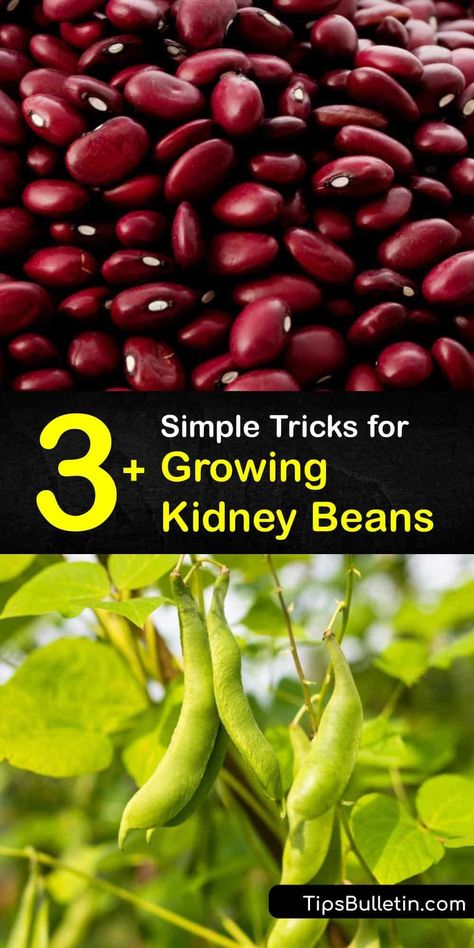 How To Grow Beans In Garden, Growing Red Beans, Growing Beans In Garden, How To Grow Beans, Growing Kidney Beans, Bean Planting, Dehydrate Recipes, Bean Growing, Beans Growing