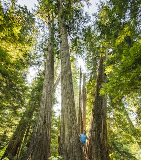 The grandeur of 800-2,000+ year old living cedar trees awaits you at the Roosevelt Grove of Ancient Cedars located 13 … Project Alpha, Visit Idaho, Forest Road, Cedar Trees, Caving, Tree Forest, Future Travel, Idaho, Year Old