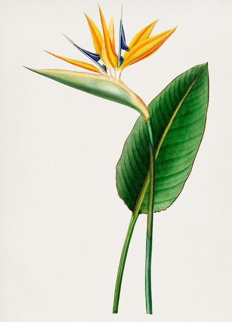 Vintage Illustration of Bird of paradise (Strelitzia Reginae) | premium image by rawpixel.com Hana Tattoo, Strelitzia Reginae, Illustration Botanique Vintage, Bird Of Paradise Flower, Vintage Botanical Illustration, Plant Study, Birds Of Paradise Flower, Parrots Art, Vintage Png