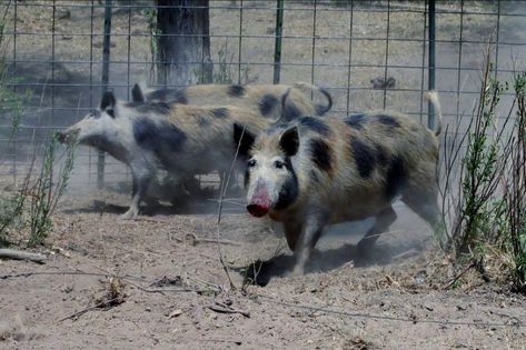 Acting on tips from citizens, CPW officers have confiscated feral pigs from an El Paso County farm. After the confiscation, the CPW found that the pigs tested positive for pseudorabies. Pseudorabies is a fatal disease that can be spread to other livestock and domestic animals. For quite some time CPW has worked hard to eliminate […] The post FERAL PIGS FOUND TO HAVE PSEUDORABIES AT AN EL PASO COUNTY FARM appeared first on EHUNTR. Colorado Hunting, Feral Pig, Transportation Activities, Wee Wee, Wild Pig, Wild Hog, Crop Production, Domestic Animals, Wildlife Habitat