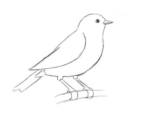 How to draw a bird with a pencil. Easy step-by-step drawing tutorial. How To Draw A Bird Step By Step, Bird Outline Drawing, Birds To Draw, Magpie Drawing, Draw A Bird, Bird Outline, The Nightingale, Bird On A Branch, Start Drawing