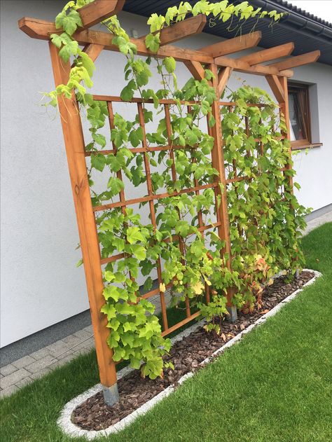 For the grapes Grape Trellis, Pergola Garden, Trellis Plants, Have Inspiration, Garden Yard Ideas, Garden Trellis, Front Yard Landscaping Design, Garden Structures, Vertical Garden