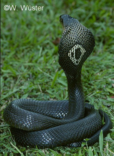 monocled cobra | Monocled Cobra showing monacle marking (photo courtesy of Wolfgang ... King Cobra Snake, Snake Photos, Poisonous Snakes, Cool Snakes, Types Of Snake, Colorful Snakes, Cobra Snake, Snake Venom, Cute Reptiles