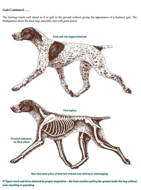 Vet Tattoo, Canine Anatomy, Dog Chart, Dogs Drawing, Dog Infographic, Dog Education, Dog Organization, Animation Process, German Shorthaired Pointer Dog