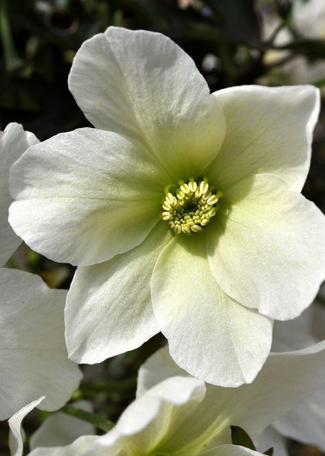 Clematis Avalanche, Clematis Cirrhosa, White Clematis, Dark Green Leaves, Clematis, Green Flowers, Cold Winter, Green Leaves, Lime Green