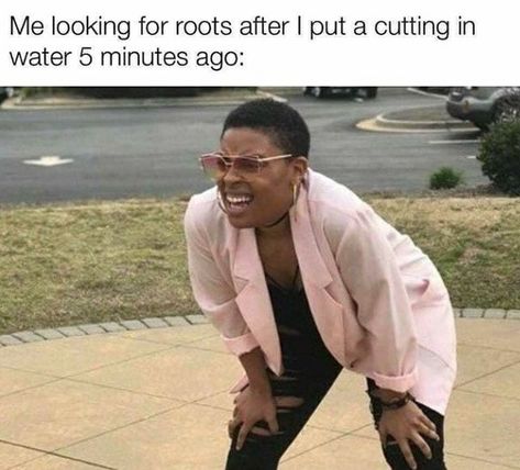 60 Plant Memes For You To Dig Through - Funny Gallery Plant Jokes, Gardening Memes, Cotton Eyed Joe, Chris Kyle, Gardening Humor, Memes Br, Hilarious Memes, Morning Humor, Memes Humor