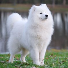 Siberian Samoyed, Most Expensive Dog, Expensive Dogs, Samoyed Puppy, What Kind Of Dog, Cornish Rex, Samoyed Dogs, Dogs Breeds, Hypoallergenic Dogs