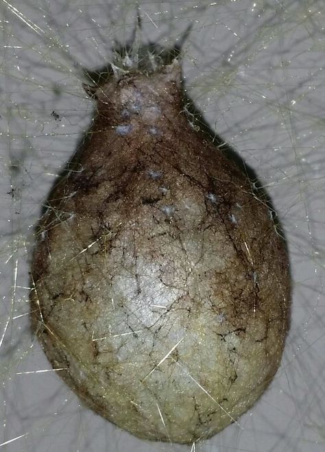 Closeup. Garden Spider egg sac