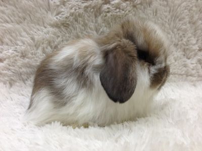 American Fuzzy Lop Rabbit, American Fuzzy Lop, Rabbits For Sale, Lop Rabbit, Rabbit Breeds, Dreamcore Weirdcore, The Cage, Pet Rabbit, So Adorable