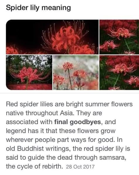 #fax #facts #spidet lily Red Spider Lilies, Decor Garden Ideas, Spider Lilies, Red Spider Lily, Spider Lily, Red Spider, Funny Text Conversations, Flower Meanings, Garden Aesthetic