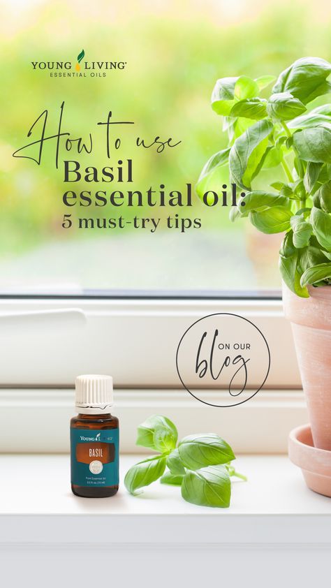 The sweet basil plant is more than just a fresh, herbaceous scent in the culinary world. Find out five ways you can use this must-try essential oil in aromatherapy. #health #wellness #aromatherapy #essentialoils #youngliving #yleo Basil Essential Oil Uses, Basil Essential Oil Blends, Basil Essential Oil Benefits, Holy Basil Essential Oil, Basil Essential Oil, Essential Oils For Pain, Essential Oils For Kids, Basil Oil, Young Living Essential Oils Recipes