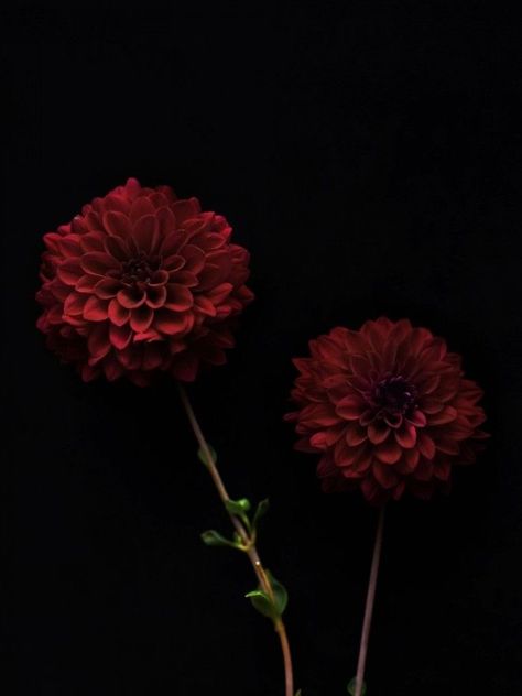 Dalia Flower, Burgundy Dahlia, Brown Hairstyles, Dark Spirit, Dahlia Flowers, Hair Color Brown, Dark Flowers, Nothing But Flowers, Dahlia Flower