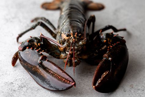 Lobster Photography, Arrabbiata Pasta, Live Lobster, Seafood Sauce, Fresh Lobster, How To Cook Lobster, Lobster Meat, How To Peel Tomatoes, Maine Lobster