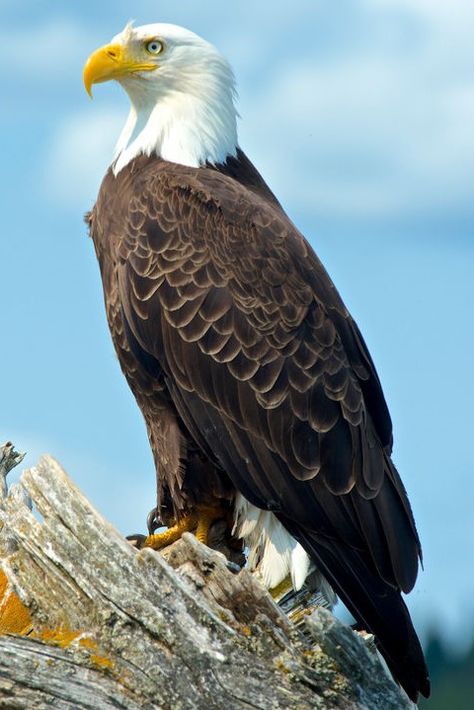 Raptor Bird Of Prey, Haliaeetus Leucocephalus, Raptors Bird, Eagle Pictures, Bird Gif, Eagle Art, American Bald Eagle, Best Islamic Images, All Birds