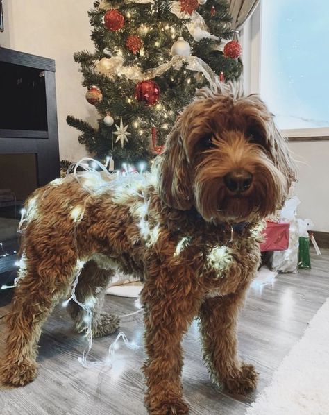 Mini Labradoodle, Labradoodle Dog, Labradoodle Dogs, Mini Doodle, Cute Animals Puppies, Christmas Minis, Labradoodle, Cute Little Animals, Preppy Style