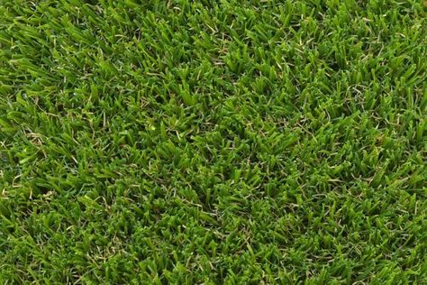 Types of Grass That Can Be Planted in Fall and Winter Tall Fescue, Types Of Grass, Astro Turf, Lawn Maintenance, Artificial Turf, Green Lawn, Seamless Textures, Artificial Grass, Green Grass