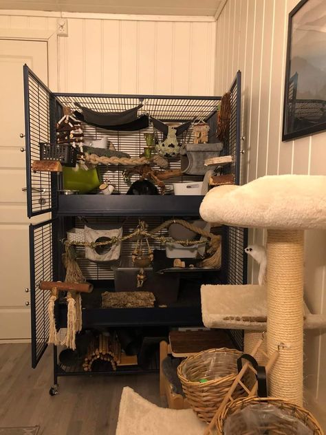 Rat Cage Setup Ideas, Rat Enclosure, Rat Cage Ideas, Pet Rat Cages, Rat Care, Florida Vibes, Pet Enclosures, Rats And Mice, Pet Room