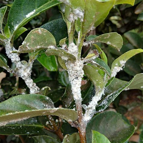 Plant Pests: Aphids, Mealybugs & How To Control Them. If you have plants, they'll get infested with insects at some point. Here I talk about aphids, mealy bugs & how to control them. Find pictures to i.d. them so you can take action. joyusgarden.com #plantpests #aphids #mealybugs #plants #houseplants #pestcontrol #gardening101 #gardeningtips #aphidscontrol #mealybugscontrol White Bugs On Plants, Trachelospermum Jasminoides, Gardening Services, Mealy Bugs, Organic Pesticide, Plant Pests, Vertical Herb Garden, Garden Insects, Garden Pest Control