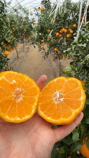 Baker Creek Heirloom Seeds on Instagram: "Grow citrus in the north! Try dekopon oranges from Japan" Dekopon Orange, Heirloom Seeds, Seeds, Japan, Orange, On Instagram, Instagram