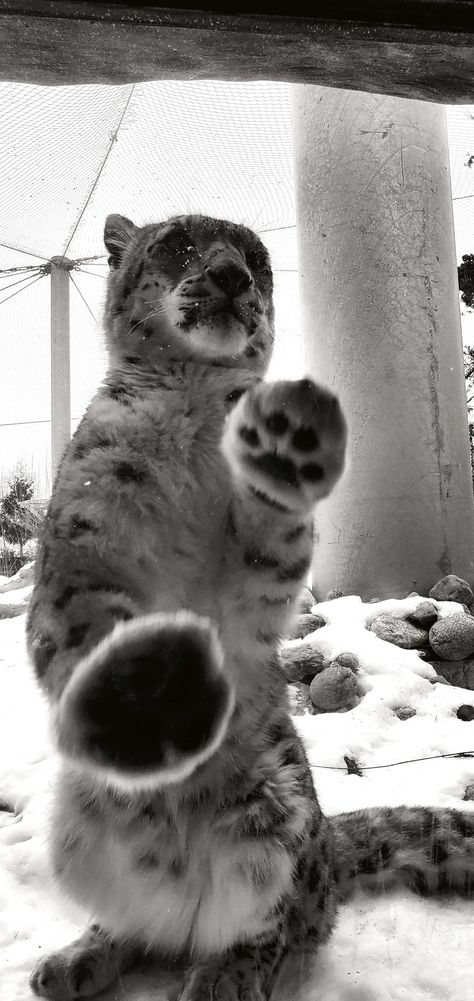 Black-and-white photo of a snow leopard at the Toronto zoo Snow Leopard Black And White, Snow Leperds, Snow Leopard Wallpaper, Land Creatures, Snow Leopard Print, Toronto Zoo, Snow Leopard, Leopards, White Photo