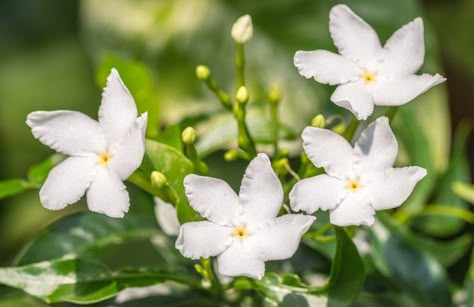 Sampaguita Flower Tattoo, Philippine Flowers, Flower Tattoos On Arm, Sleeve Flower Tattoo, Hand Flower Tattoo, Sampaguita Flower, Flower Tattoo On Hand, Tattoo Ideas Flower, Flower Tattoo Meaning