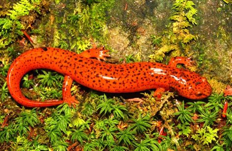 Salamander - Frogs are cute, sure, but salamanders definitely hold the title for cutest amphibian. These often colorful, unique little animals are long and slender, with short legs and a rounded head. With over 500 different species, there’s something for everyone to love! Read on to learn about the salamander. Homes In Nature, Red Salamander, Newt Salamander, Breathing System, Native American Studies, Biodiversity Conservation, Conservation Biology, Wildlife Reserve, Salamanders