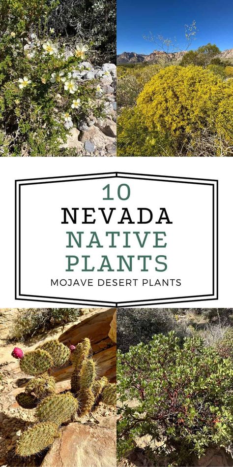 10 Cool Nevada Native Plants - Native Backyards Nevada Yard Landscaping, Desert Willow Tree, Xeriscape Front Yard, High Desert Landscaping, Desert Backyard, Texas Native Plants, Florida Native Plants, Desert Willow, Tattoo 2024