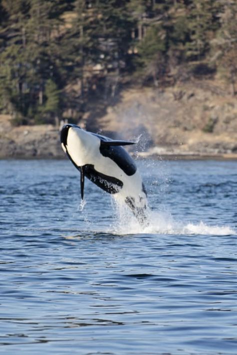 Seattle Whale Watching, Pnw Vacation, Seattle Hiking, Pnw Trip, Pnw Vibes, Minke Whale, Dolphin Watching, Seattle Vacation, Washington Trip