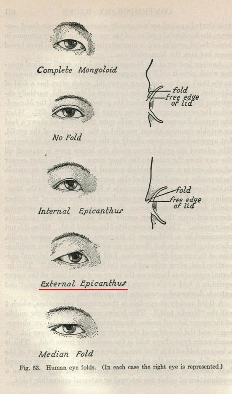 Male Eyelashes, Eyelid Shapes, Eye Types, Eyelashes Drawing, Eye Drawing Tutorials, Types Of Eyes, Male Eyes, Human Eye, The Arch