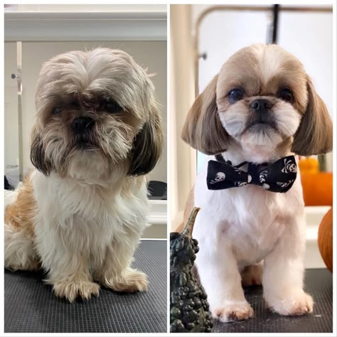 Shitzu Grooming Style, Shitzu Cuts Haircuts, Short Shitzu Haircut, Shitzu Haircuts Boy, Male Shih Tzu Grooming Styles, Shihtzu Haircut, Shitzu Haircuts, Shitzu Dogs Haircuts, Shih Tzu Grooming Styles