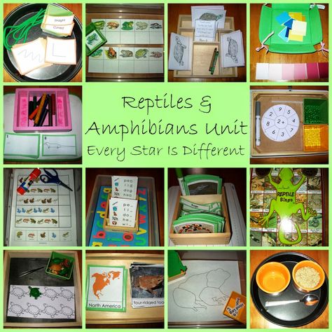 Montessori-inspired Amphibian Activities with Free Printables (Learn & Play Link Up) from Every Star Is Different Reptile Unit Study, Reptiles Preschool, Reptiles Activities, Amphibians Activities, Frog Theme, Rabbit Cages, Montessori Ideas, Printables Free, Most Beautiful Animals