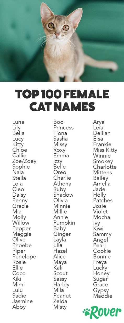 We've rounded up the top 100 female names for cats and kittens! Names For Girl Cats, Cat Name Ideas, Names For Cats, Girl Cat Names, Cute Cat Costumes, Cats Name, Cute Cat Names, Female Cat, Cute Cat Memes