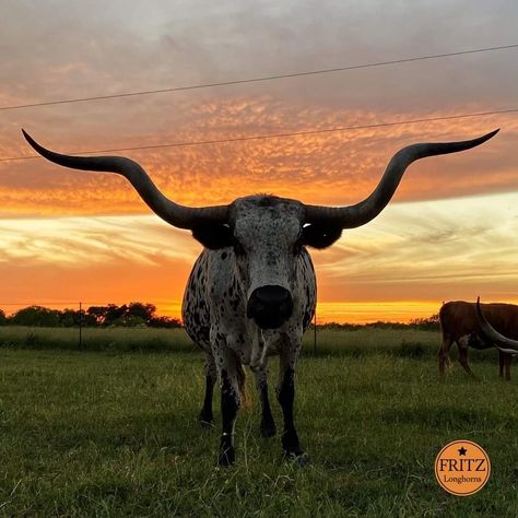 Cows With Horns, Long Horn Aesthetic, Ox Aesthetic, Longhorn Aesthetic, Bull Aesthetic, Jersey Cattle, Pit Viper Sunglasses, Roping Dummy, Animals With Horns