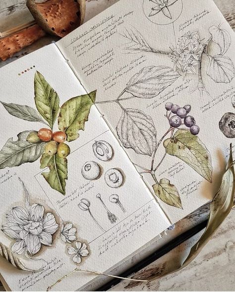 Botanical Journal Sketch Books, Botanical Sketchbook Nature Journal, Plant Sketchbook Page, Sketch Book Plants, Plant Journal Ideas, Plant Sketchbook, Botany Journal, Watercolour Plants, Botany Books